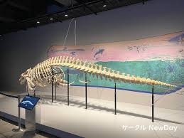 「海神往紗馳」の画像検索結果