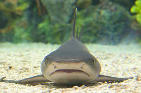 Image result for Triaenodon obesus