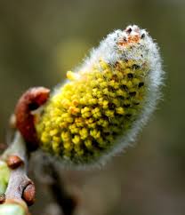 Attēlu rezultāti vaicājumam “Salix caprea male flower”
