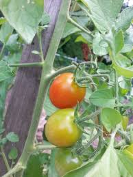 Afbeeldingsresultaat voor oranje van goeienbier tomato