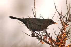 Attēlu rezultāti vaicājumam “Turdus merula”