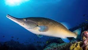 Image result for Rhynchobatus djiddensis