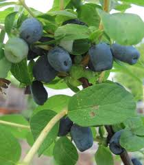 Attēlu rezultāti vaicājumam “Lonicera caerulea var. pallasii fruit”