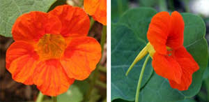 Image result for Tropaeolum majus