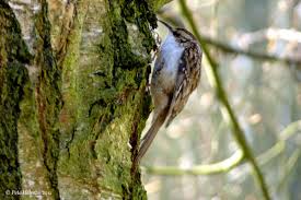 Attēlu rezultāti vaicājumam “Certhia familiaris”