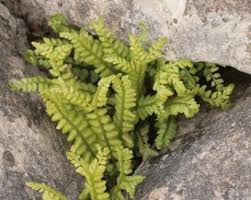 Attēlu rezultāti vaicājumam “Asplenium viride”