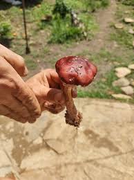 Attēlu rezultāti vaicājumam “Stropharia hornemannii”