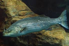 Image result for Morone saxatilis