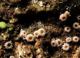 Attēlu rezultāti vaicājumam “Lachnum corticale”