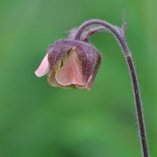 Image result for Geum rivale