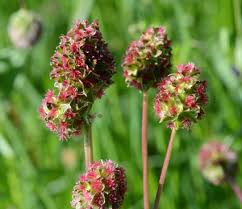 Attēlu rezultāti vaicājumam “Poterium sanguisorba”