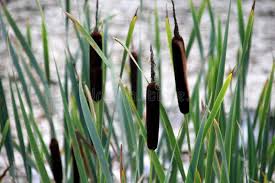 Attēlu rezultāti vaicājumam “Acoraceae”