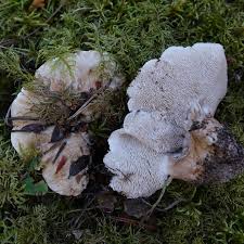 Attēlu rezultāti vaicājumam “Phellinus ferruginosus”