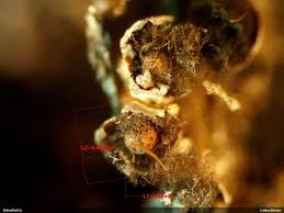 Attēlu rezultāti vaicājumam “Diderma montanum var. album spores”