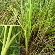 Attēlu rezultāti vaicājumam “Juncaginaceae”