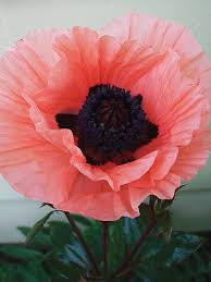 Image result for Papaver orientale