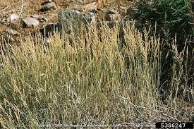 Attēlu rezultāti vaicājumam “Poa compressa”