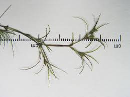 Attēlu rezultāti vaicājumam “Najas minor leaf”