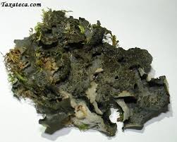 Attēlu rezultāti vaicājumam “Leptogium saturninum”