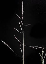 Attēlu rezultāti vaicājumam “Puccinellia distans”