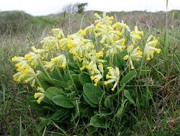 Image result for Primula veris