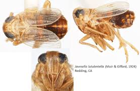 Attēlu rezultāti vaicājumam “Javesella pellucida female”