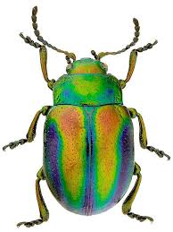 Attēlu rezultāti vaicājumam “Chrysolina fastuosa”