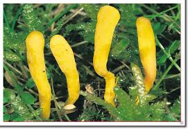 Attēlu rezultāti vaicājumam “Clavulinopsis helvola”