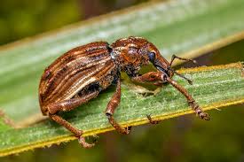 Attēlu rezultāti vaicājumam “Curculionidae”