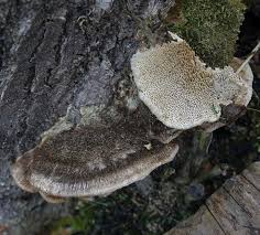 Attēlu rezultāti vaicājumam “Coriolopsis trogii”