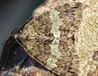 Attēlu rezultāti vaicājumam “Hydriomena impluviata”