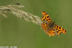Attēlu rezultāti vaicājumam “Polygonia c-album underside”