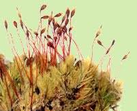 Attēlu rezultāti vaicājumam “Oxyrrhynchium hians var. rigidum”