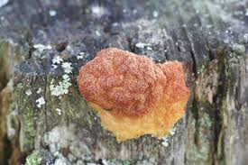 Attēlu rezultāti vaicājumam “Fuligo luteonitens macro”