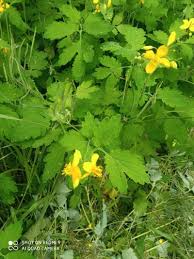 Image result for Chelidonium majus