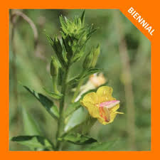 Image result for Oenothera biennis