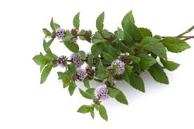 Image result for Menta x piperita
