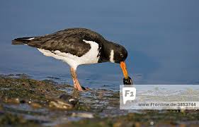 Attēlu rezultāti vaicājumam “Haematopus ostralegus adult”