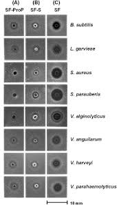 Image result for Myzopsetta ferruginea