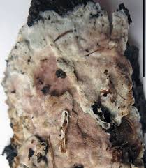 Attēlu rezultāti vaicājumam “Rhabdoweisia fugax”