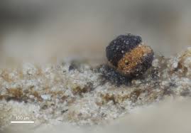 Attēlu rezultāti vaicājumam “Hemitrichia sordivesiculosa sessile”