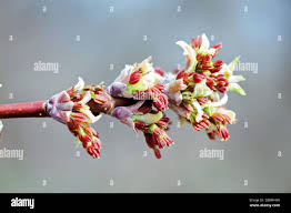 Attēlu rezultāti vaicājumam “Acer negundo male flower”