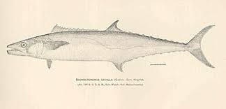 Image result for Scomberomorus cavalla