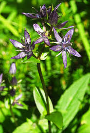 Attēlu rezultāti vaicājumam “Swertia perennis flower”
