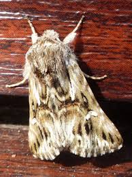 Attēlu rezultāti vaicājumam “Calophasia lunula”