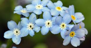Image result for Myosotis sylvatica