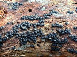 Attēlu rezultāti vaicājumam “Ruzenia spermoides”