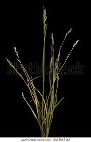 Attēlu rezultāti vaicājumam “Danthonia decumbens bud”