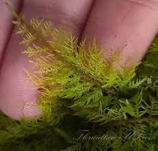 Attēlu rezultāti vaicājumam “Thuidium”