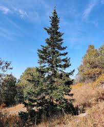 Attēlu rezultāti vaicājumam “Pinus sibirica”